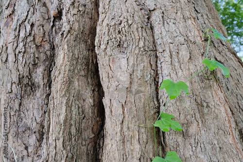 Close-Up of Textured Asem Tree Bark with Green Leaves for Nature Mockup Background photo