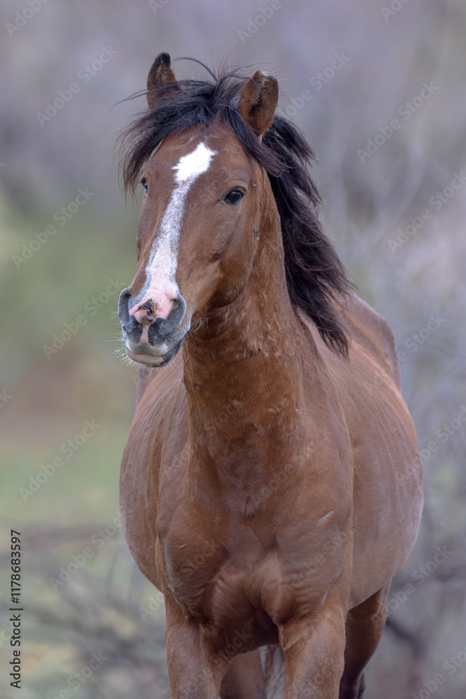 Obraz premium Single Horse