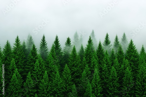 Lush green coniferous forest shrouded in mist.