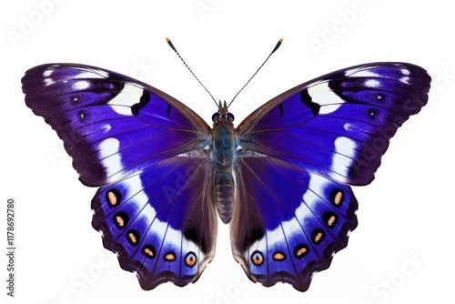 Purple Emperor Butterfly butterfly animal insect. photo