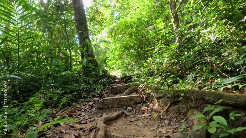 Sunlit Jungle Trail in Khao Yai Sunlit Jungle Trail in Khao Yai