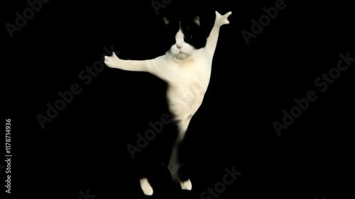 Cat dance with music 