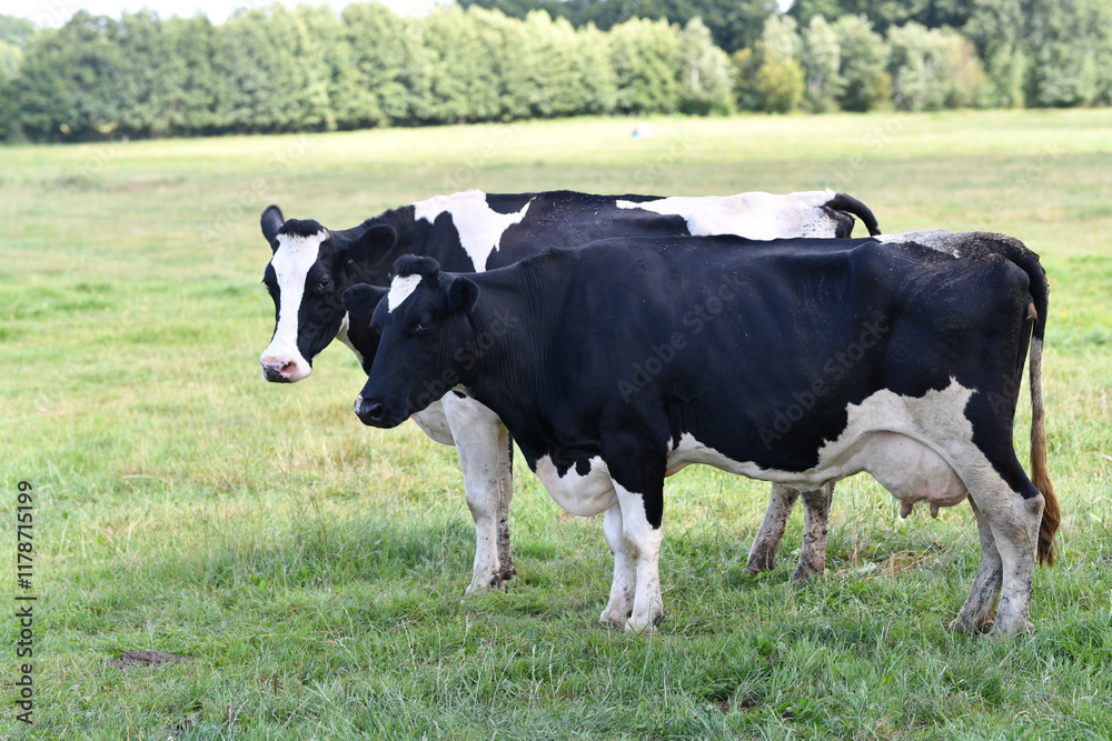 Holstein Cow herd. Cow herd at farm. Dairy cow herd in meadow. Cow farming. Black and white cows on grassy field. Holstein cows. Holstein Cow herd. Cow herd at farm. Dairy cow herd in meadow. Cow farming. Black and white cows on grassy field. Holstein cows.