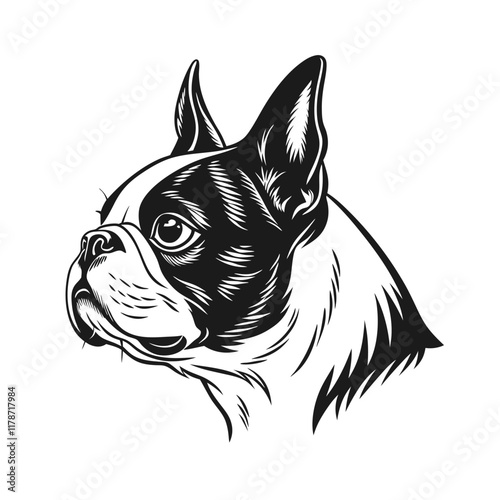 Boston Terrier outline only, dog head, vector illustration, black color, vector image