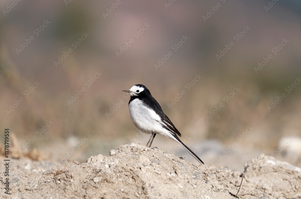 Naklejka premium Oriental magpie robin