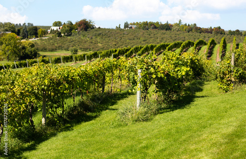 Εκτύπωση καμβά Sunlit vineyard in Traverse City, with rows of lush green grapevines stretching