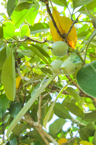 Calophyllum inophyllum fruit is green with smooth skin and oval shape. The tree has a wide spreading bush, beautiful leaves, and fragrant flowers. It is popularly grown as an ornamental plant. photo