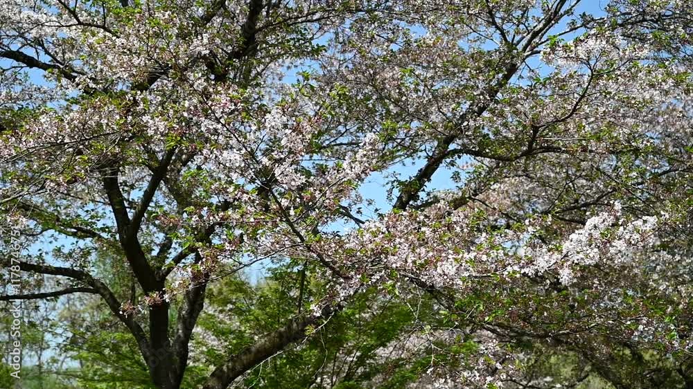 Many cherry blossoms fall during the day in Japan. Many cherry blossoms fall during the day in Japan.