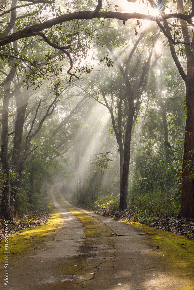 Obraz premium Autumn landscape,Empty Road through forest with real son, beautiful summer morning,
