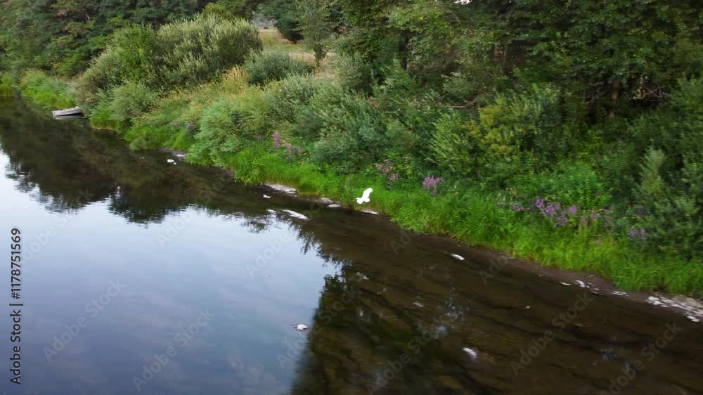 White Great Egret Bird Flying Away Over Water, Ardea Alba, on Calm River Natural Habitat, Perched on Reflective Water Shore Line. Wildlife Birdwatching in Nature. Umpqua River Oregon White Great Egret Bird Flying Away Over Water, Ardea Alba, on Calm River Natural Habitat, Perched on Reflective Water Shore Line. Wildlife Birdwatching in Nature. Umpqua River Oregon