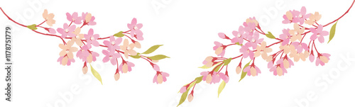 満開の桜の枝のイラスト