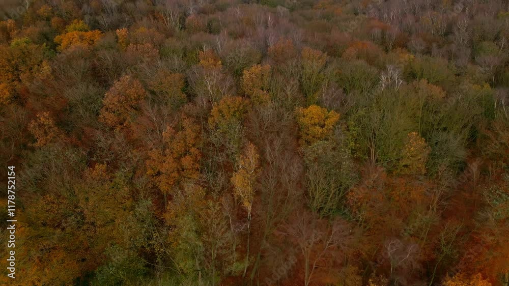 High-angle view of dense autumn forest with vivid foliage in shades of orange, yellow, and brown. Natural composition displays rich variety of textures and colors, showcasing nature's seasonal beauty High-angle view of dense autumn forest with vivid foliage in shades of orange, yellow, and brown. Natural composition displays rich variety of textures and colors, showcasing nature's seasonal beauty