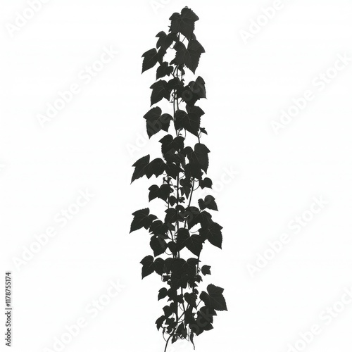 Dark Silhouette of Climbing Plant: Botanical Leaves, Nature Photography