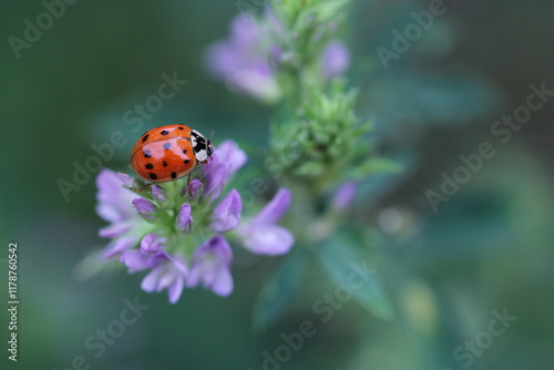 una coccinella su un fiore di trifoglio photo