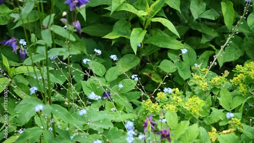 Lush green plant with purple flowers and green leaves. The plant is surrounded by other plants and flowers