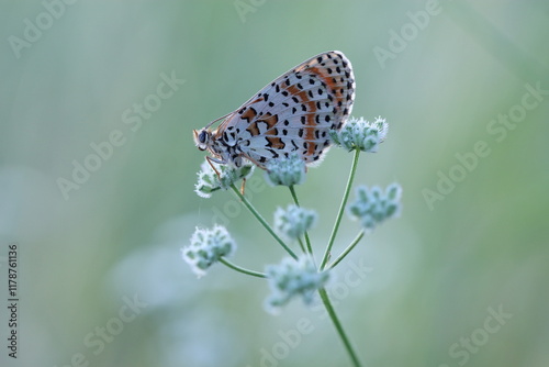 una farfalla melitaea su un fiore photo