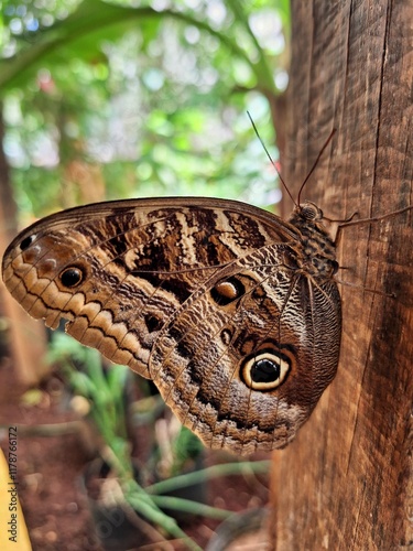 Mariposa en macro