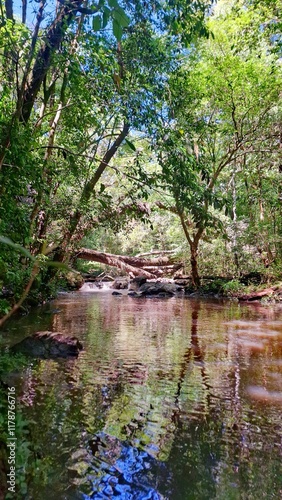 Selva