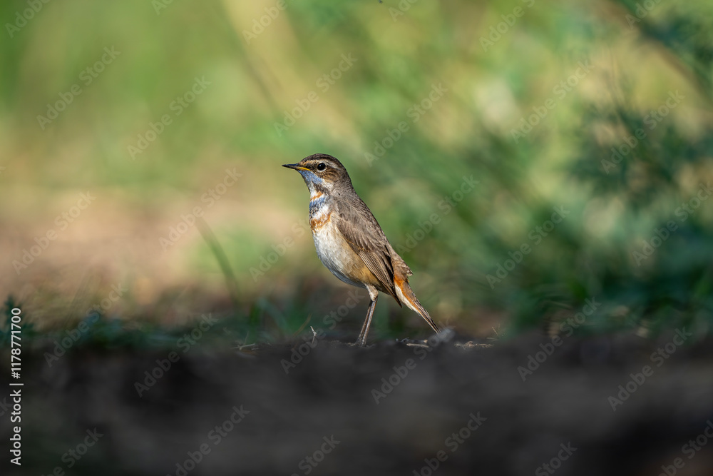 Bluethroat in its natural habitat at a paddy fields of bhigwan, India Bluethroat in its natural habitat at a paddy fields of bhigwan, India