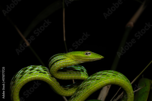 Close-up portrait of Oriental whip-snake in a bamboo habitat at Thailand  photo