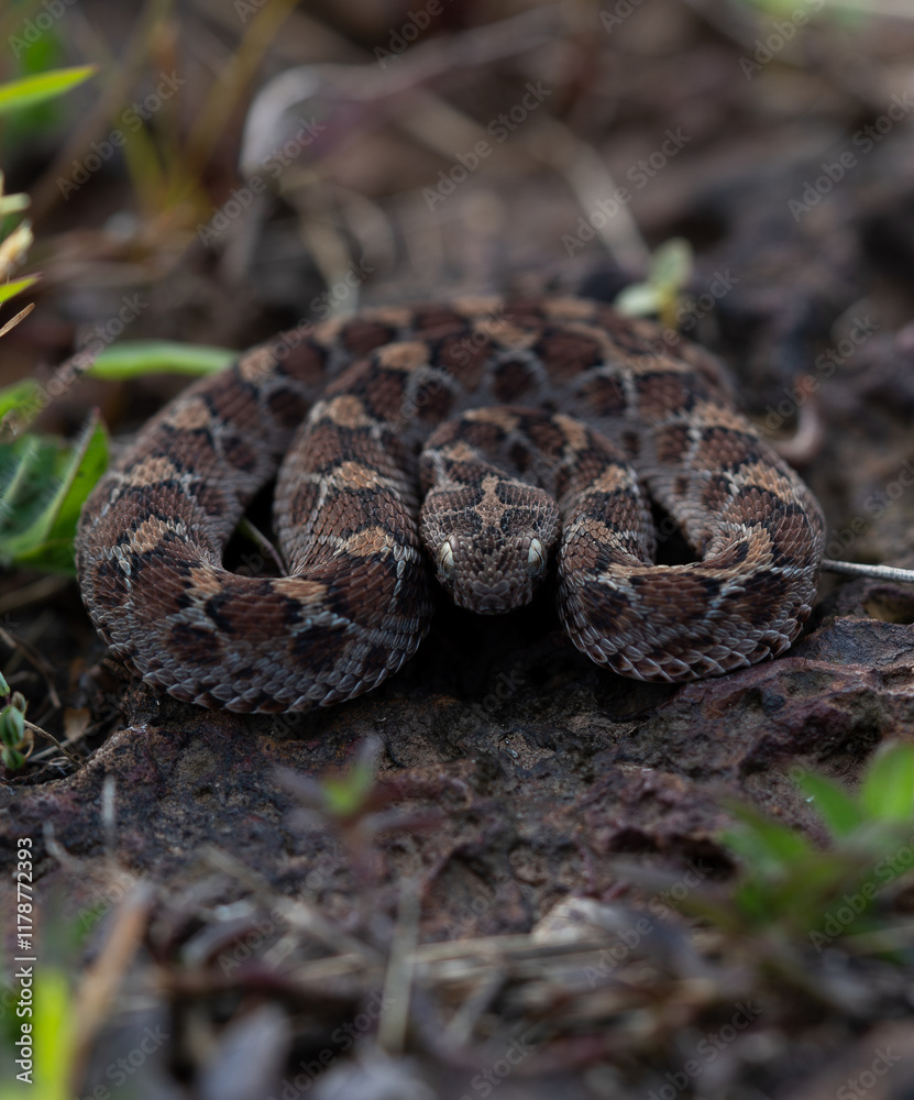 Saw-scaled pit viper or Indian saw-scaled pit viper ( echis carinatus ) Saw-scaled pit viper or Indian saw-scaled pit viper ( echis carinatus )