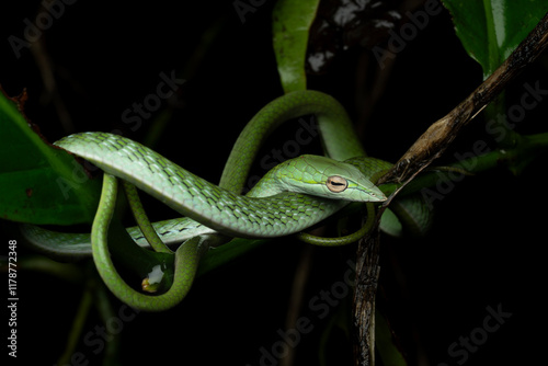 The northern Western Ghats vine snake is a species of tree snake endemic to the northern Western Ghats of India.	 photo