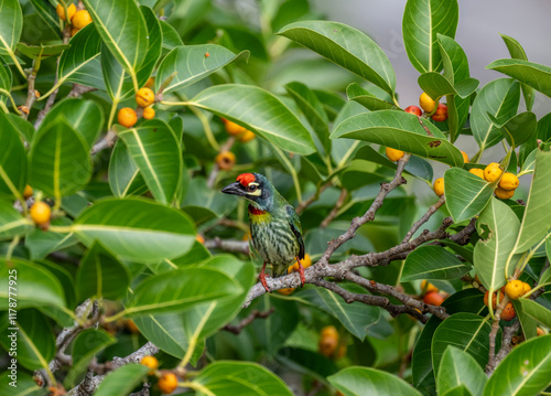 Red-headed Barbet in the wild at dawn looking for food in Thailand photo