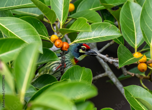 Red-headed Barbet in the wild at dawn looking for food in Thailand photo