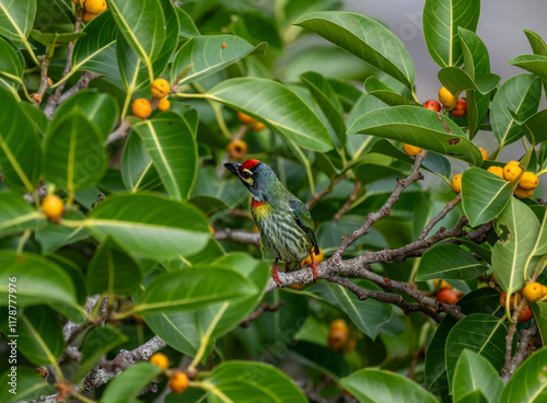 Red-headed Barbet in the wild at dawn looking for food in Thailand photo