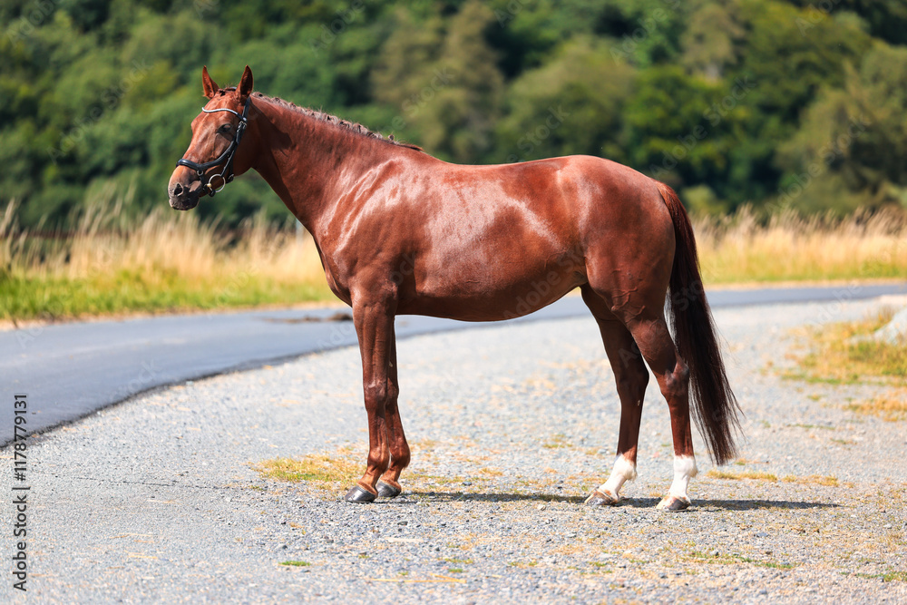 Fototapeta premium Horse chestnut colors in portraits in the sunshine.