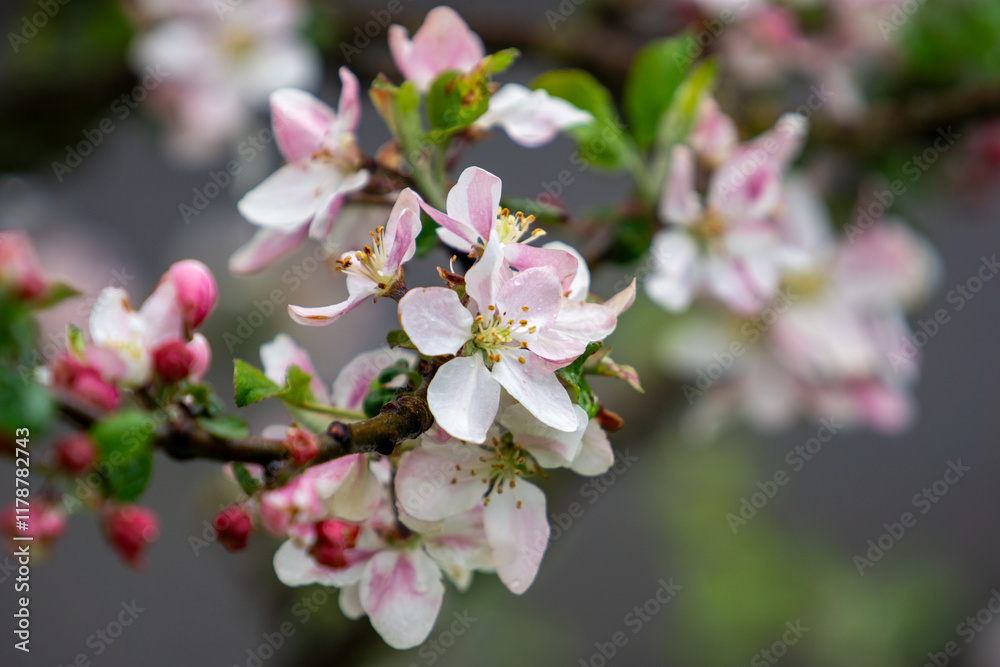 Apfelblüten Apfelblüten