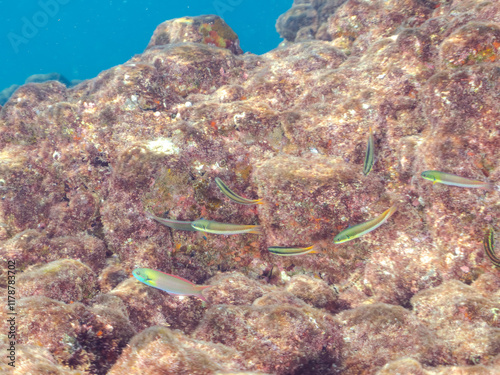 美しいコガシラベラ（ベラ）他の群れ。
英名学名：Bluntheaded wrasse, Thalassoma amblycephalum
静岡県伊豆半島賀茂郡南伊豆町中木ヒリゾ浜2024年
 photo