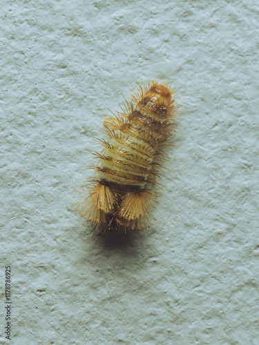 A varied carpet beetle larvae photo