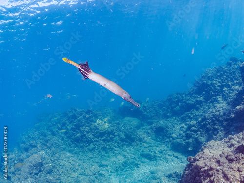 美しく大きなヘラヤガラ（ヘラヤガラ科）。
英名学名：Painted flutemouth, Trumpetfish (Aulostomus chinensis)
静岡県伊豆半島賀茂郡南伊豆町中木ヒリゾ浜2024年
 photo