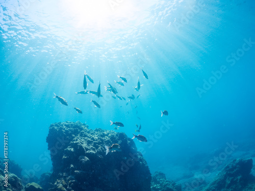 美しいアカヒメジ、ホウライヒメジ（ヒメジ科）他の群れ。
英名学名：Yellowfin goatfish (Mulloidichthys vanicolensis)
Whitesaddle goatfish, Parupeneus ciliatus
静岡県伊豆半島賀茂郡南伊豆町中木ヒリゾ浜2024年
 photo