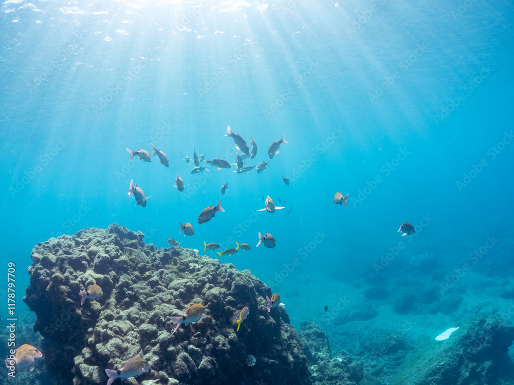 Fototapeta premium 美しいアカヒメジ、ホウライヒメジ（ヒメジ科）他の群れ。 英名学名：Yellowfin goatfish (Mulloidichthys vanicolensis) Whitesaddle goatfish, Parupeneus ciliatus 静岡県伊豆半島賀茂郡南伊豆町中木ヒリゾ浜2024年 