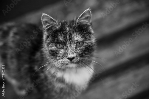 A black cat sits in the center of a wooden walkway, framed artistically by blurred foreground elements. Mysterious and elegant tones.