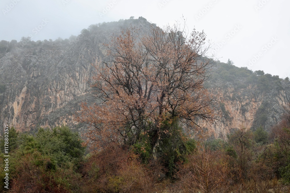Forest trees path. High quality photo
