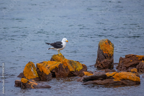 A Pacific gull, one of the largest seagulls, perching on orange lichen covered rocks just off the shore in calm waters at Point Turton on Spencer Gulf in South Australia. photo