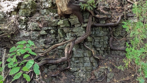 Rooted in history, beautiful tree roots and rocks