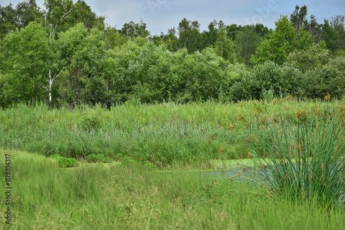 Lake in the forest
