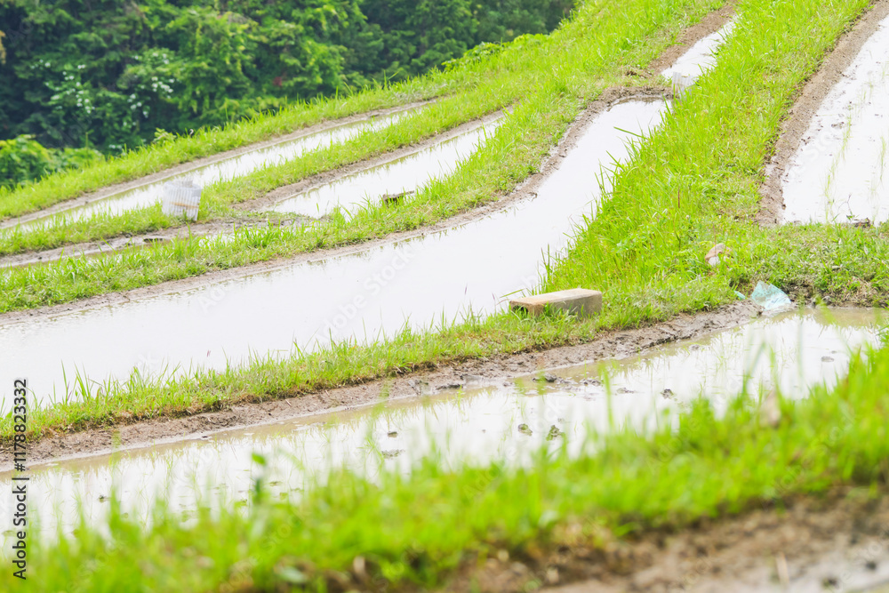 Terraced rice fields in Japan rural Terraced rice fields in Japan rural