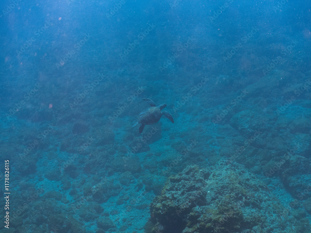 Fototapeta premium ゆったり泳ぐ美しく大きなアオウミガメ（ウミガメ科）。 英名学名：green sea turtle (Chelonia mydas) 静岡県伊豆半島賀茂郡南伊豆町中木ヒリゾ浜2024年 