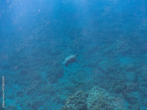 Wallpaper Mural ゆったり泳ぐ美しく大きなアオウミガメ（ウミガメ科）。
英名学名：green sea turtle (Chelonia mydas)
静岡県伊豆半島賀茂郡南伊豆町中木ヒリゾ浜2024年
 Torontodigital.ca