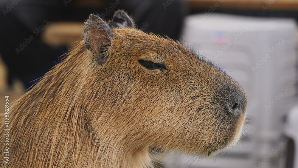 Hydrochoerus hydrochaeris aka capybara close-up head portrait. The largest living rodent. Hydrochoerus hydrochaeris aka capybara close-up head portrait. The largest living rodent.