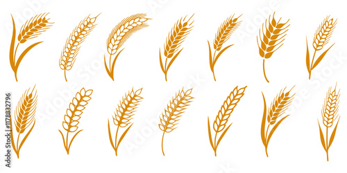 wheat grains isolated on a white background