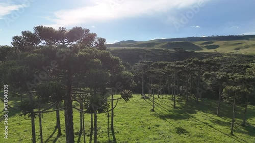 Araucária Brasil