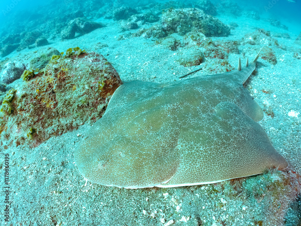 Fototapeta premium ゆったり泳ぐ, 大きく美しいカスザメ(カスザメ科) 英名学名:Japanese Angelshark, Squatina japonica 静岡県伊豆半島賀茂郡南伊豆町中木ヒリゾ浜2024年