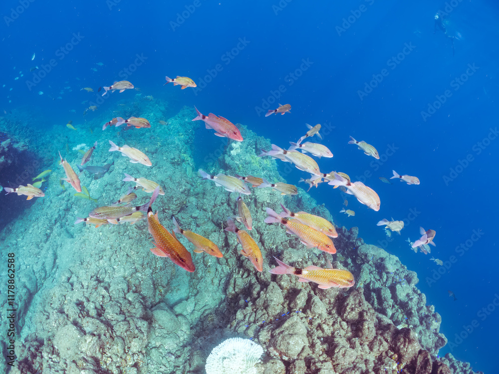 Fototapeta premium 美しいアカヒメジ、ホウライヒメジ（ヒメジ科）他の群れ。水面にはスキンダイバーも泳いでいる。英名学名：Yellowfin goatfish (Mulloidichthys vanicolensis) Whitesaddle goatfish, Parupeneus ciliatus 静岡県伊豆半島賀茂郡南伊豆町中木ヒリゾ浜2024年 