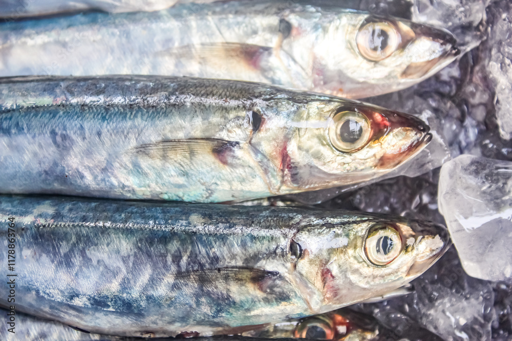 Several mackerel scad fish on ice Several mackerel scad fish on ice
